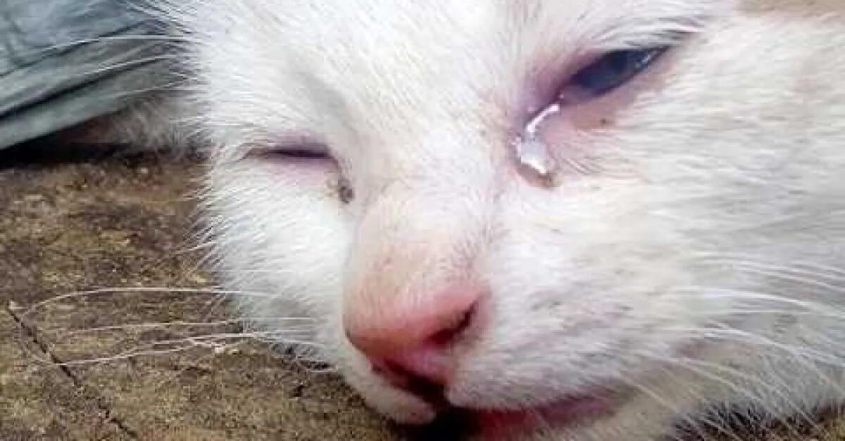 Плач котят. Котик плачет. Белый котик плачет. Кошачьи слезы. Белая кошка плачет.