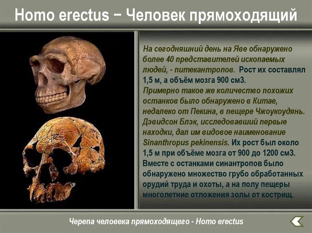 Особенности прямоходящих. Человек прямоходящий рост вес объем мозга. Человек прямоходящий (homo Erectus) череп. Хомо Эректус человек прямоходящий. Объем черепа человека прямоходящего.