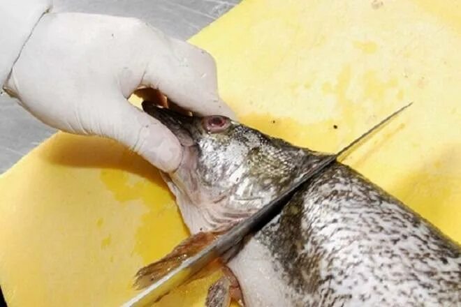 Тренд уберите рыбу. Окуня от чешуи. Запах рыбы. Чистка рыбы. Голова рыбы.