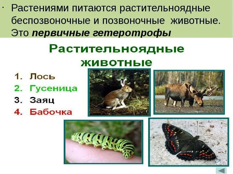 Хищники паразиты растительноядные. Растительноядные животные. растительноядные растения. растительноядные питаются. растительноядные животные питаются.