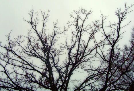 Empty branch