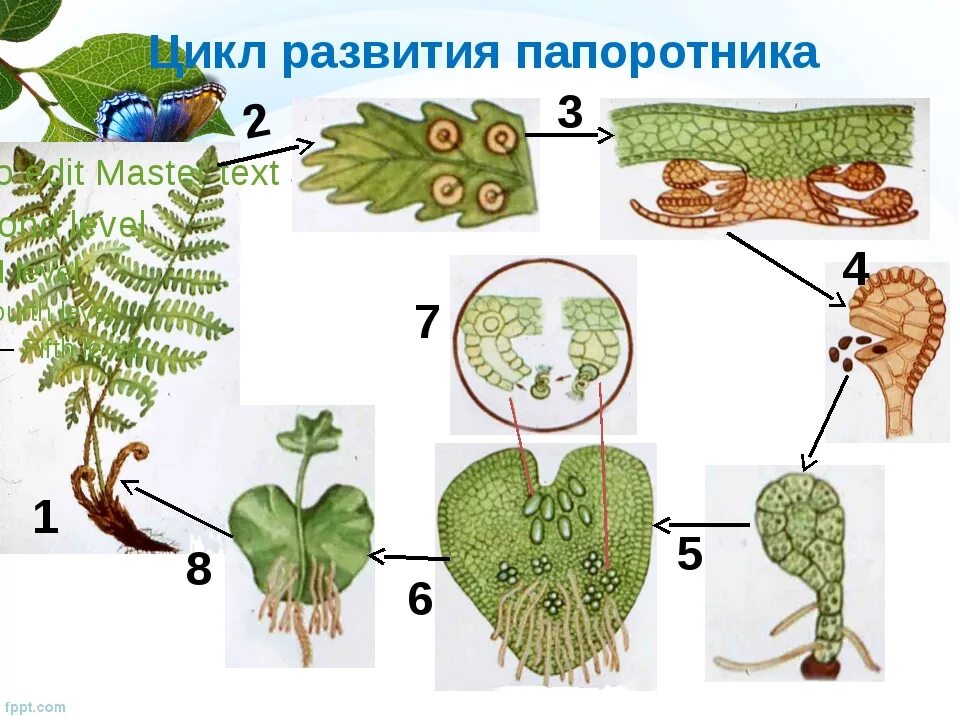 Сорус гаметофит. Сорус папоротника цикл. Размножение папоротников схема. Размножение папоротников сорусы. Цикл размножения папоротников схема.