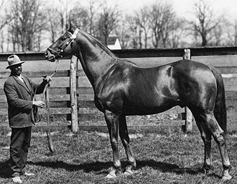 Самые знаменитые лошади в истории человечества. Famous horses. Раффиан лошадь. Famous horses. Знаменитые лошади в истории.
