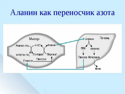 Образование аммиака в печени