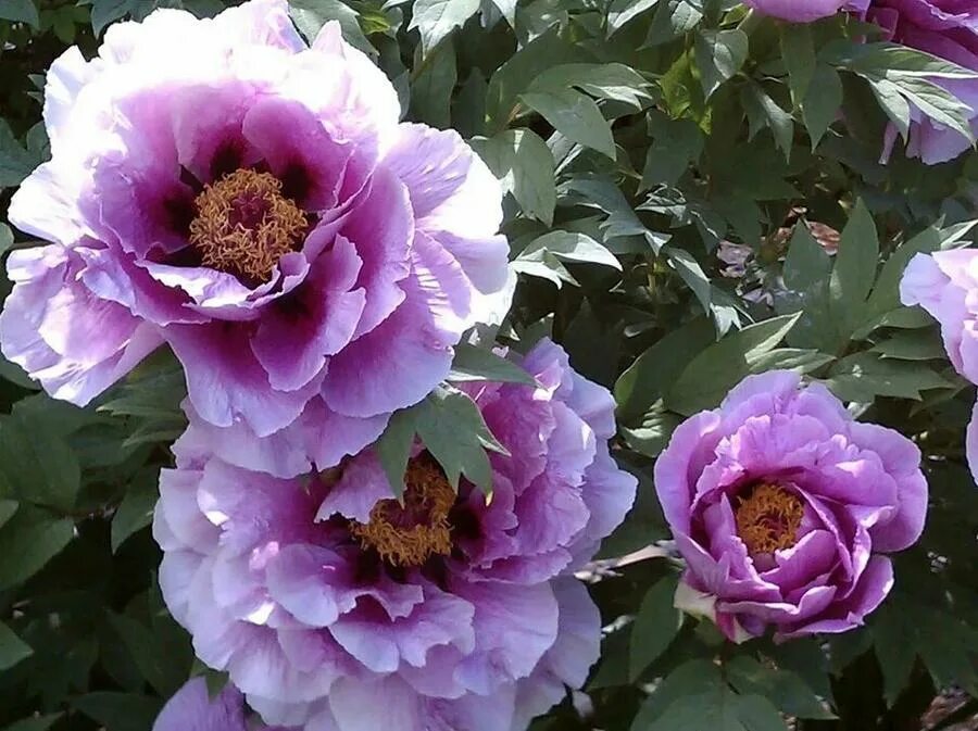 Пион древовидный дак Блэк Пепл. Пион древовидный Лотус. Paeonia suffruticosa Lavender - пион древовидный Лавандер. Пион древовидный голубой Лотос. Пион древовидный синий сапфир