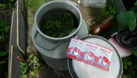 Подкормка огурцами дрожжами