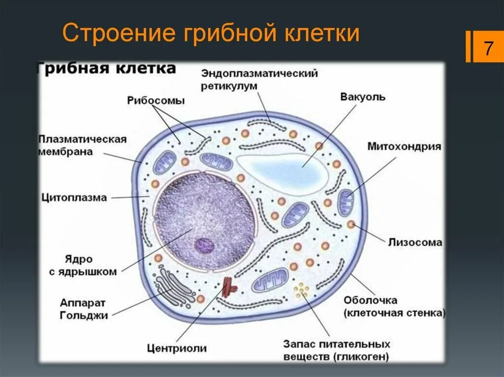 Строение эукариотической клетки грибной. Строение грибной клетки эукариот. Органоиды грибной клетки строение. Строение эукариотной (грибной) клетки. Есть ли ядро у грибов