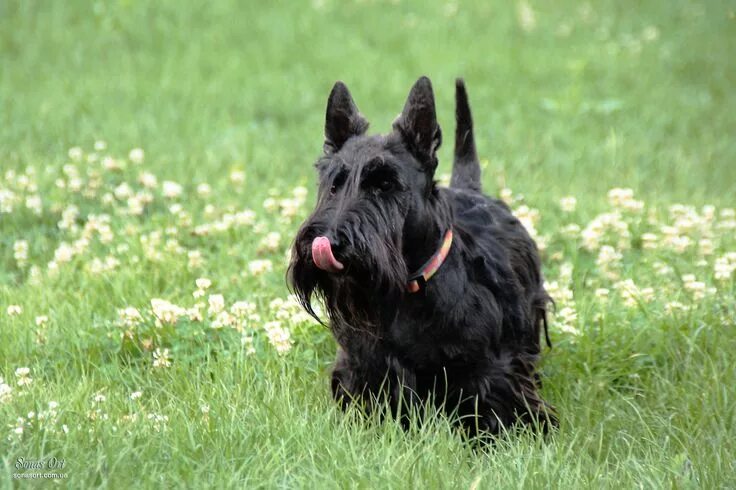 Dog Breeds - Types Of Dogs - American Kennel Club Terrier dog breeds, Scottish t
