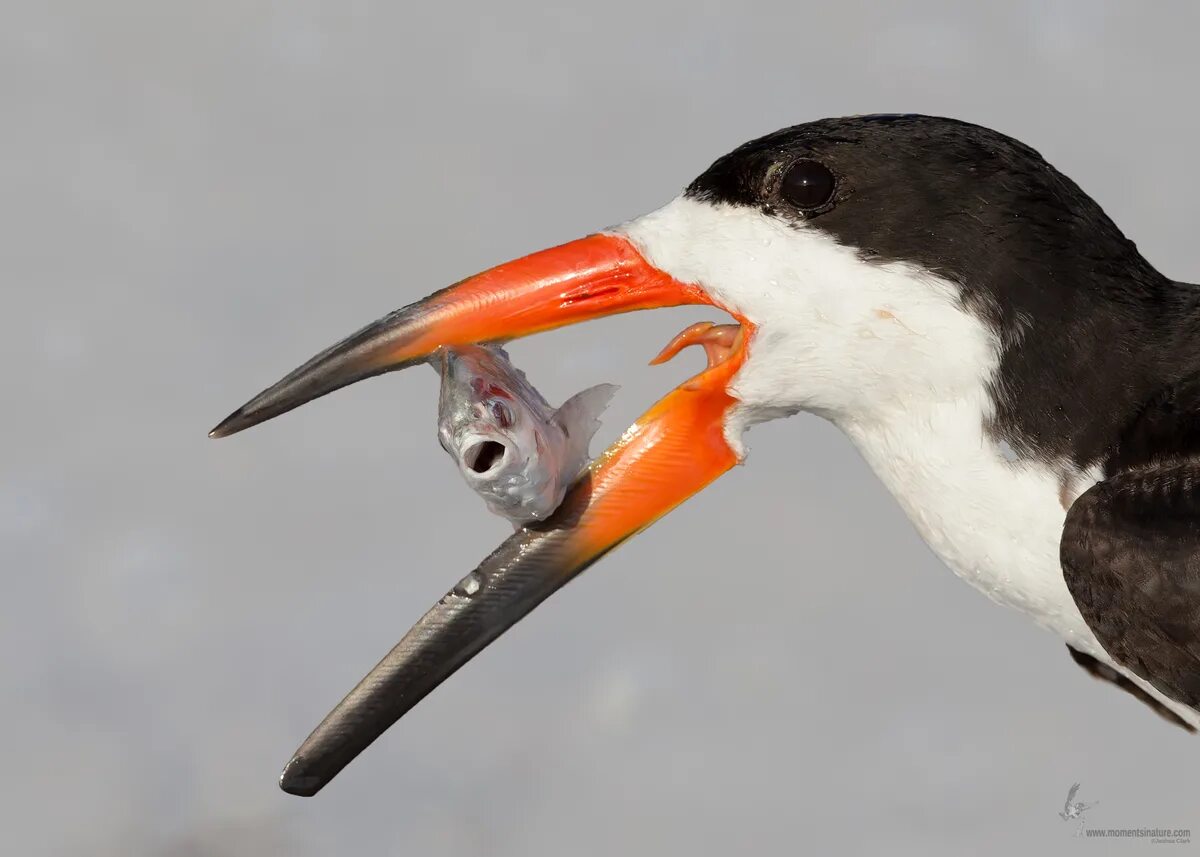Кончалась клювом острым как шило. Шило сапожное. Э шиле. Шило дорогое. Клюв.