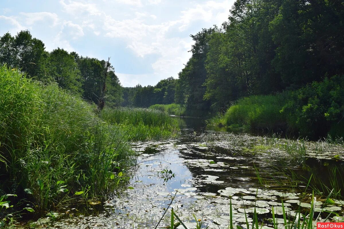 Речка Сережа в Нижегородской области. Исток реки Сережа.