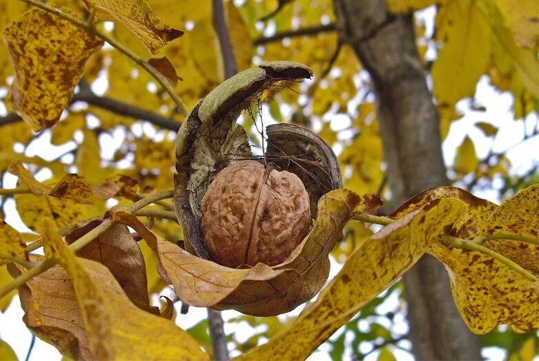 Липа мелколистная лист. Ясень обыкновенный крылатки. Листья деревьев. Деревья и плоды. Каштан конский осенью.