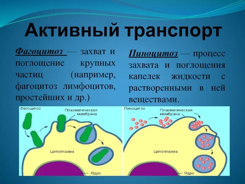 Плазматическая мембрана эндоцитоз. Фагоцитоз и эндоцитоз. Плазматическая мембрана пиноцитоз. Пиноцитоз клеточной мембраны.