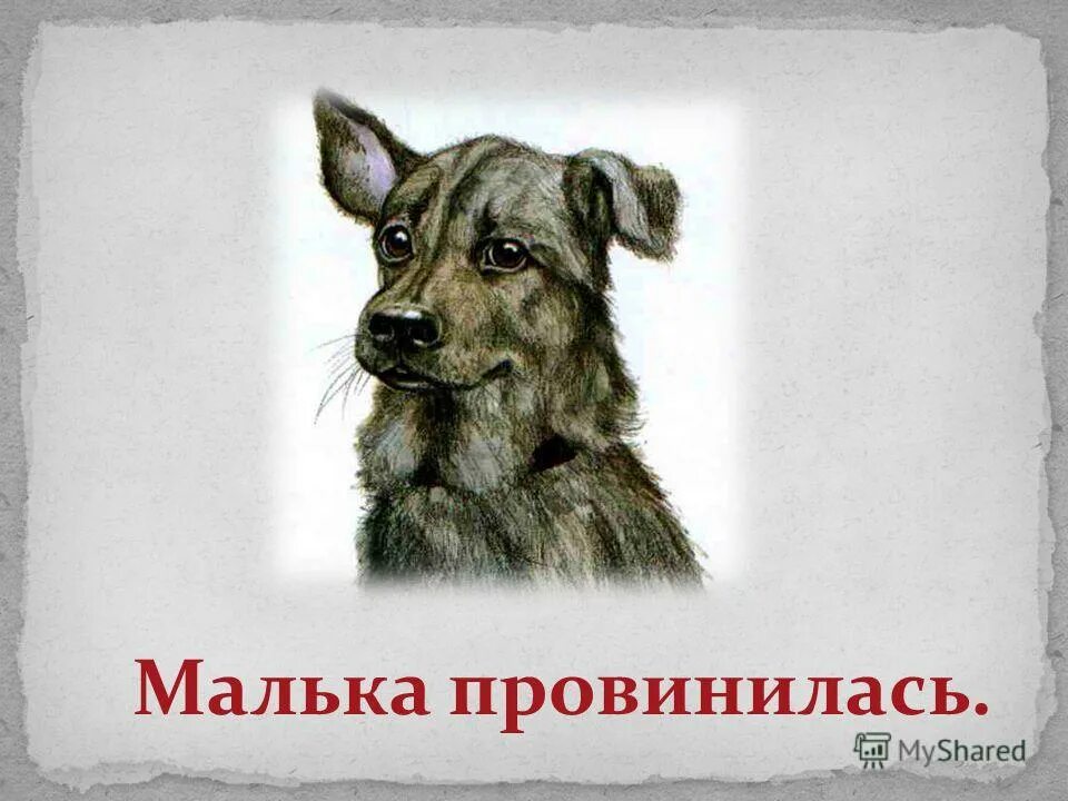 малька провинилась презентация. иллюстрация к рассказу малька провинилась. малька провинилась презентация. про мальку белов иллюстрации к рассказу. малька провинилась презентация.