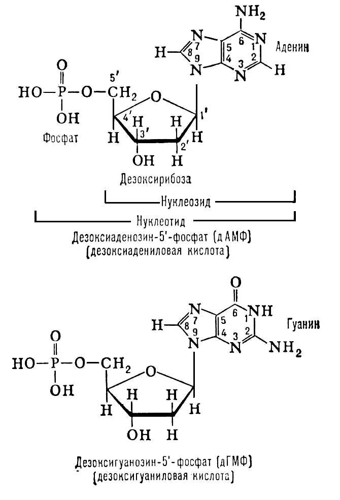 Формулы нуклеотидов. Нуклеозид аденина. Схема строения нуклеотида. Гуанилтимидиловый динуклеотид. Нуклеиновые кислоты аденин.