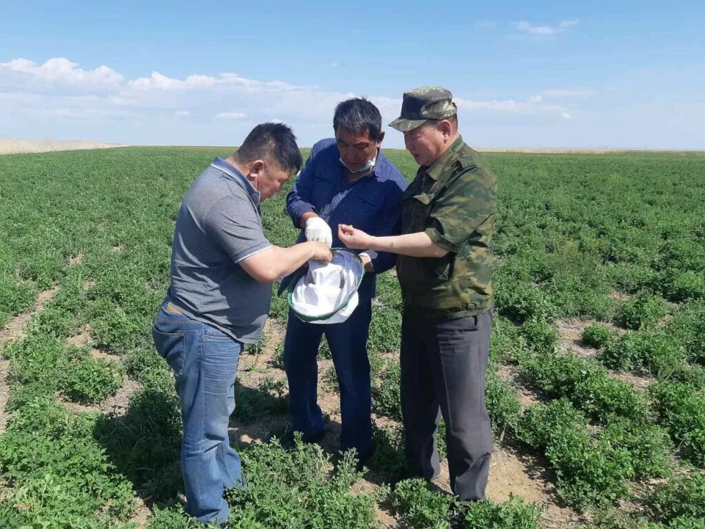 фермеры кфх. в воронежской области стартовала уборочная кампания. локтионов фёдор григорьевич фермер глава кфх. октябрьское кфх. руководитель филиала фгбу россельхозцентр по республике калмыкия.