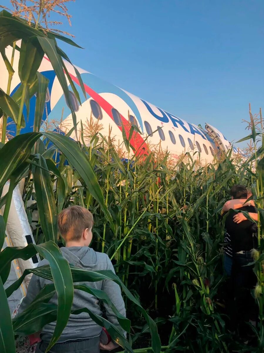 Самолет севший в поле кукурузы. На кукурузном поле airbus a321. Самолет в кукурузном поле в жуковском. Airbus a321 севший в кукурузном поле. Самолет севший в поле кукурузы.