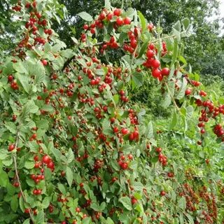 Войлочная вишня сорт царевна