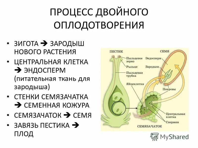 Описание двойного оплодотворения. Оплодотворение покрытосеменных растений схема. Процесс двойного оплодотворения у растений схема. Схема двойного оплодотворения у покрытосеменных растений. Двойное оплодотворение у цветковых растений открыл.