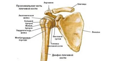 Любимый бугорок