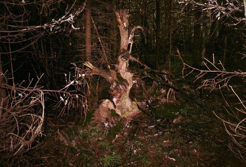 леший хозяин леса. кто такой хозяин леса. хозяин леса король. хозяином леса был. хозяином леса был.