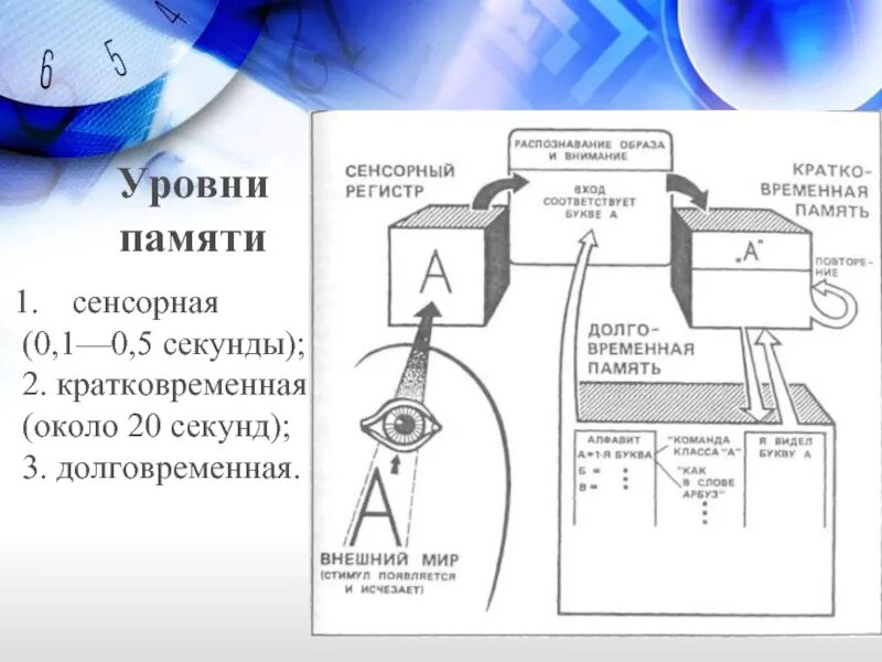Средний уровень памяти. Уровни памяти. уровни памяти человека. сенсорные регистры памяти. уровни памяти в психологии.