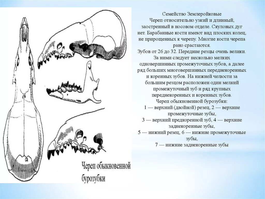 Череп бурозубки зубная формула. Зубная система насекомоядных млекопитающих. Череп насекомоядных зубная формула. Бурозубка формула зубов. Зубная формула насекомоядных