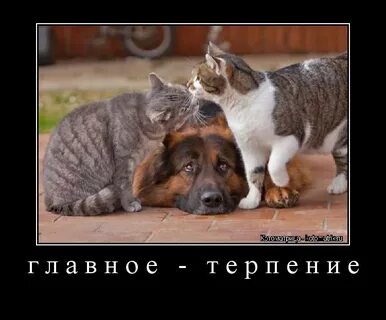 Терплю пока