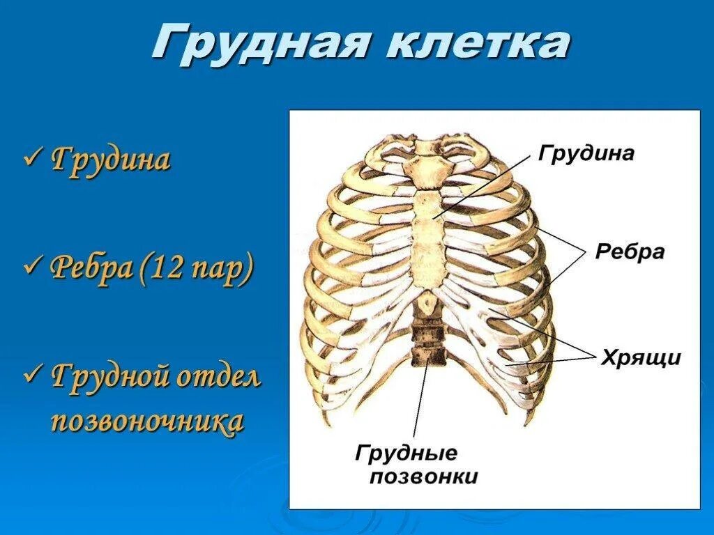 Сколько ребер на 1 стороне. Грудная клетка 12 пар ребер,Грудина,12 грудных позвонков. Грудина скелет строение. Строение функции и соединения костей грудной клетки. Кости Грудина человека анатомия.