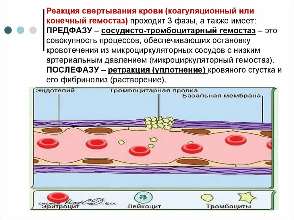 Гемостаз механизмы свертывания крови. Свертывание крови физиология. Свертывание крови коагуляционный гемостаз. Фазы свертываемости крови.