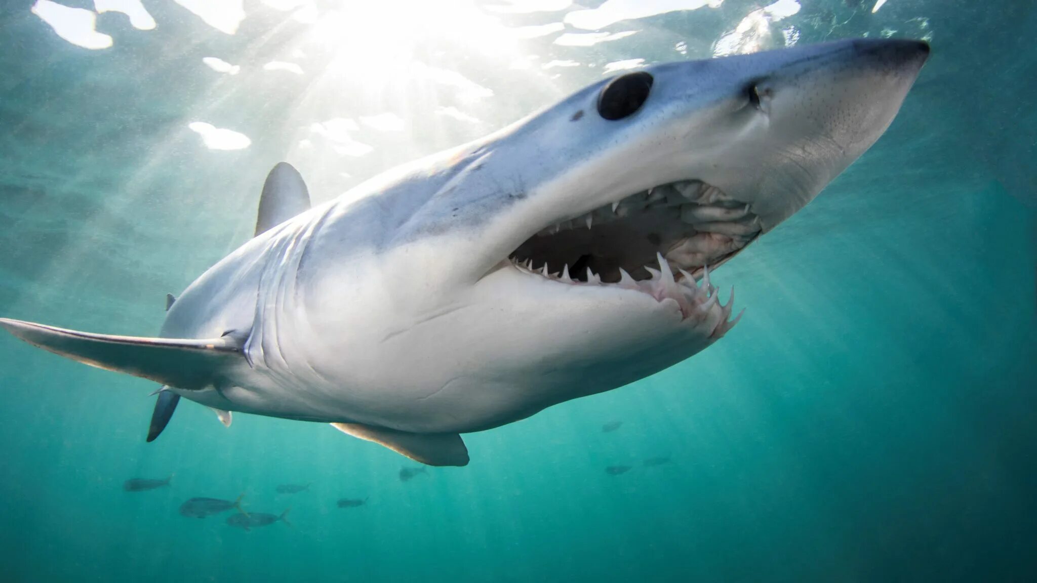 Акула мако опасна ли для человека. Акула мако. Серо голубая акула мако. Самая большая акула мако.