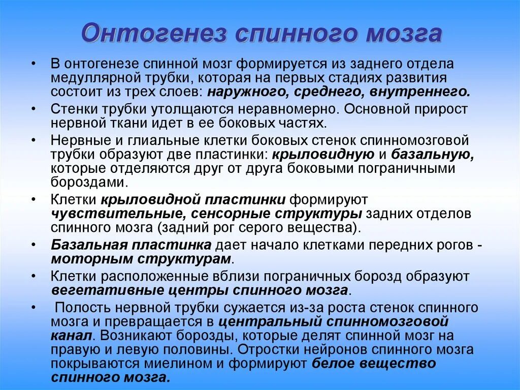 В онтогенезе выделяют периоды