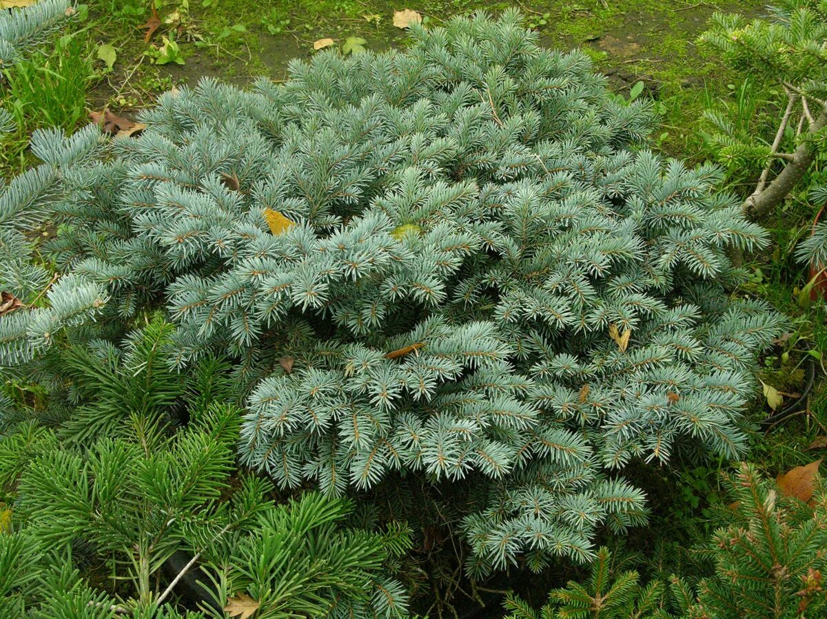 Ель Глаука Глобоза. Ель колючая Глаука. Ель голубая glauca globosa. Ель колючая глобоза