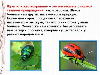 Жуки 1 класс
