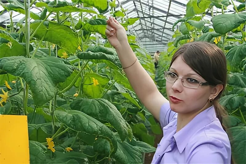 Бригадир агроном. Бригадир агроном. Русагросеть. Агроном профессия. Агроном полевод.