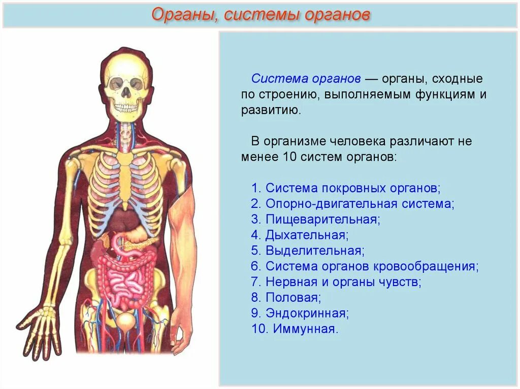 Органы человека и их функции. Системы органов. Ткани органы и системы органов человека. Понятие система органов. Системы органов человека презентация.