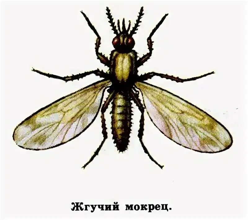 Комары мокрецы. Мокрецы семейства насекомых. мокрец насекомое. мошкара рисунок. комар мокрец.