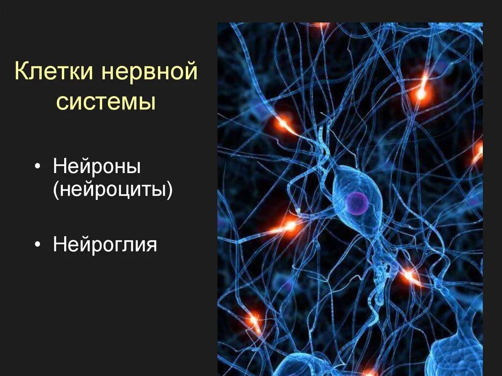 Вспомогательные нервные клетки. Нейроны и глиальные клетки. Нейроны и нейроглия. Нервная система Нейрон. Клетка нейрона.