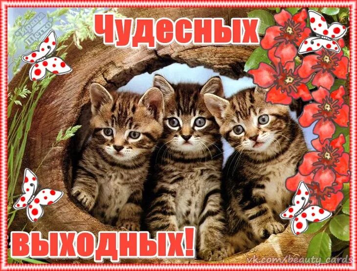 Два новых выходных. Хороших выходных открытки. хороших выходных котики. открытки хороших выходных с котиками. котики приятных выходных.