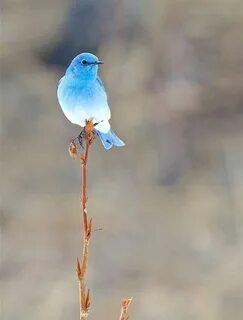 Blue pet