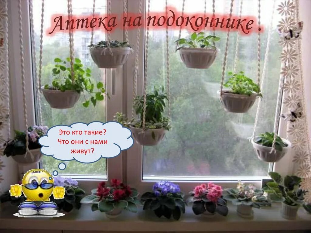 Исследовательский проект тропическое чудо на подоконнике Что за чудо огород на окошке растет! У дочки в детском саду на подоконнике стоит