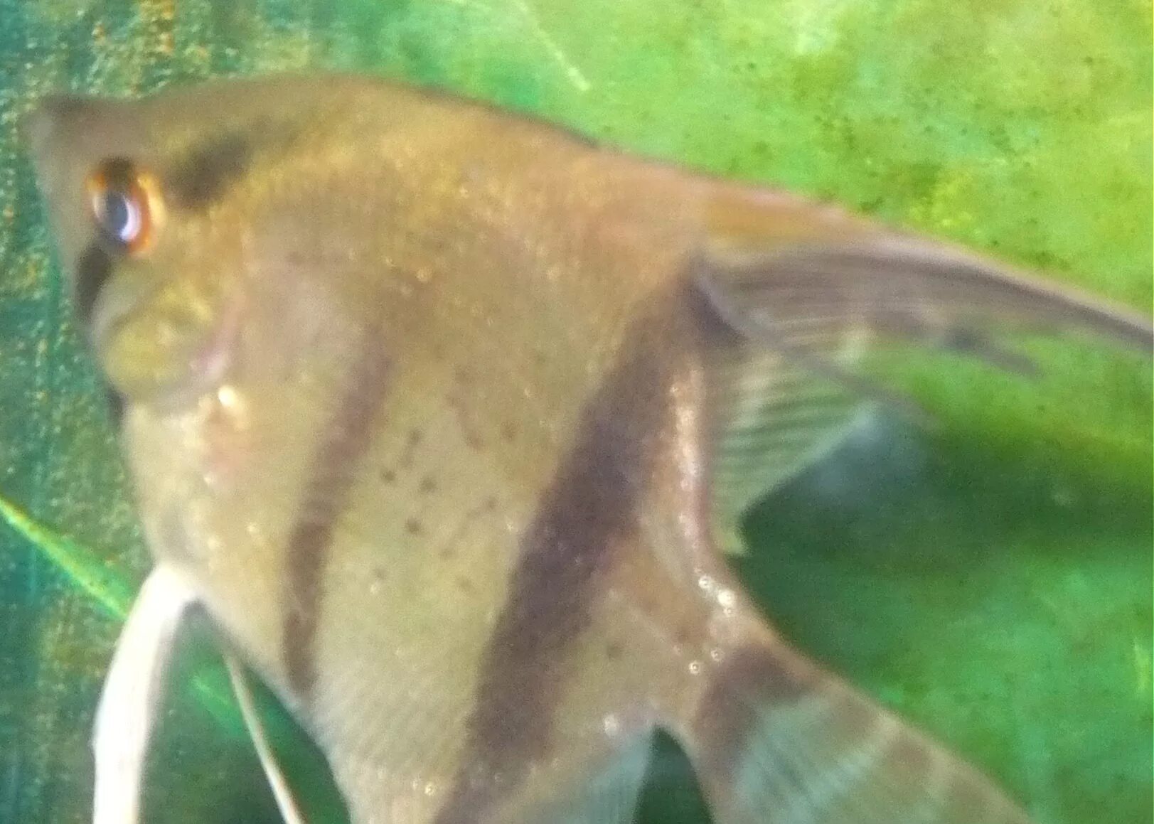 Съели скалярию