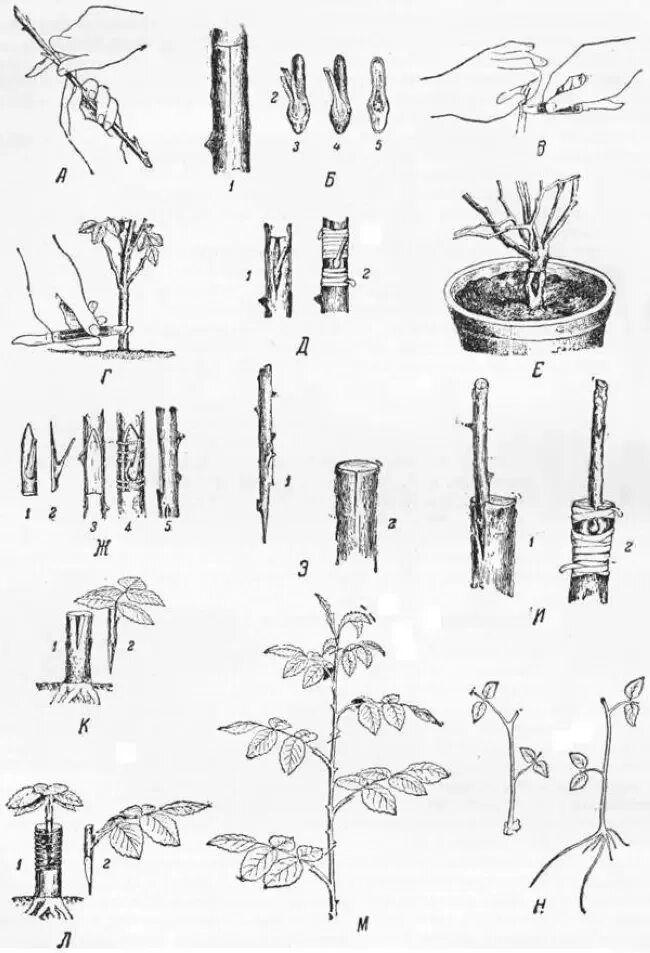 Как развести розу из букета. Черенок розы флорибунда. Прививка штамбовых роз черенками. Размножение штамбовой розы. Окулировка штамбовых роз на шиповник.