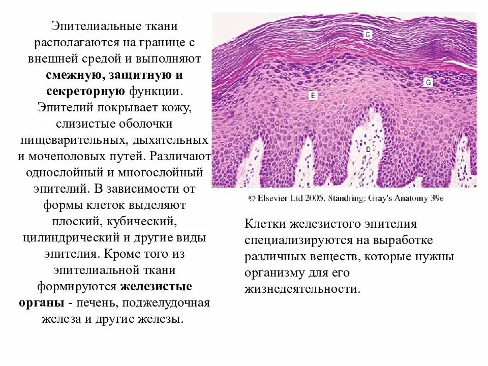 Эпителиальное строение функции. Слизистая эпителиальная ткань. Функции кожного эпителия. Защитная функция эпителиальной ткани. Функции эпителиальной ткани.