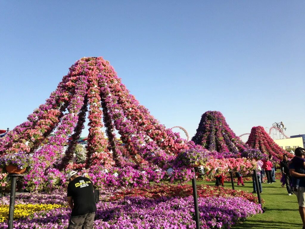 Самый большой парк. Самый большой в мире парк цветов Miracle Garden. Большой цветочный парк в мире Дубай. Цветочная пирамида. Чудо цветы.