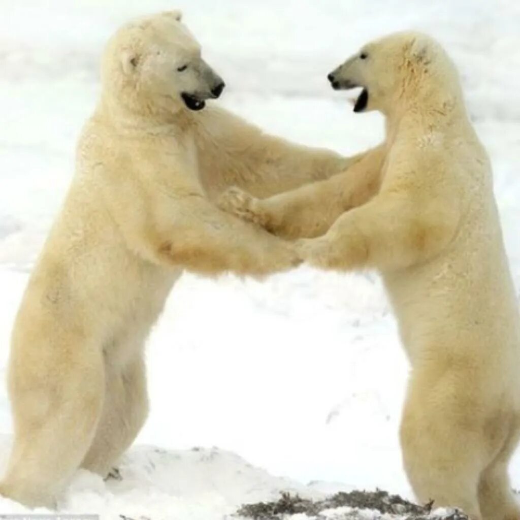 Белый медведь на льду. Животные севера. Медведь танцует. Акция белый медведь. Танцующие белые медведи.