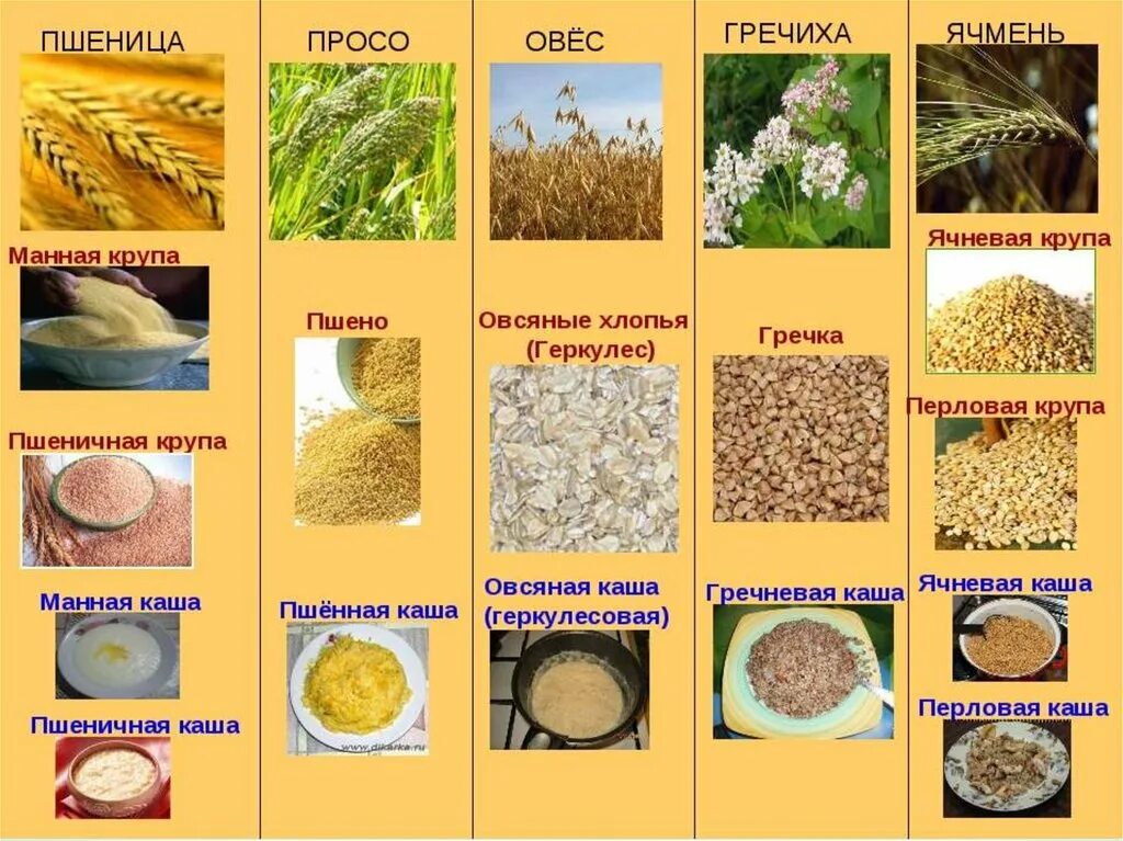Пшеничная из какого зерна. Пшеничная и пшенная крупа. Пшенка и пшеничная крупа отличия. Крупы и зерновые культуры. Крупы из пшеницы.