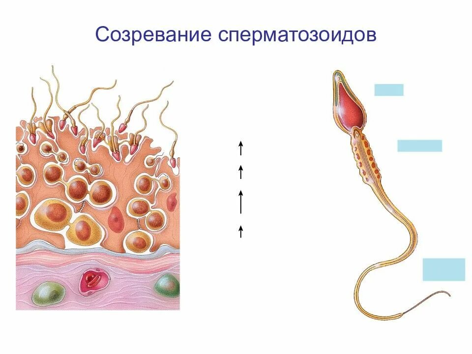 Где образуются спермии