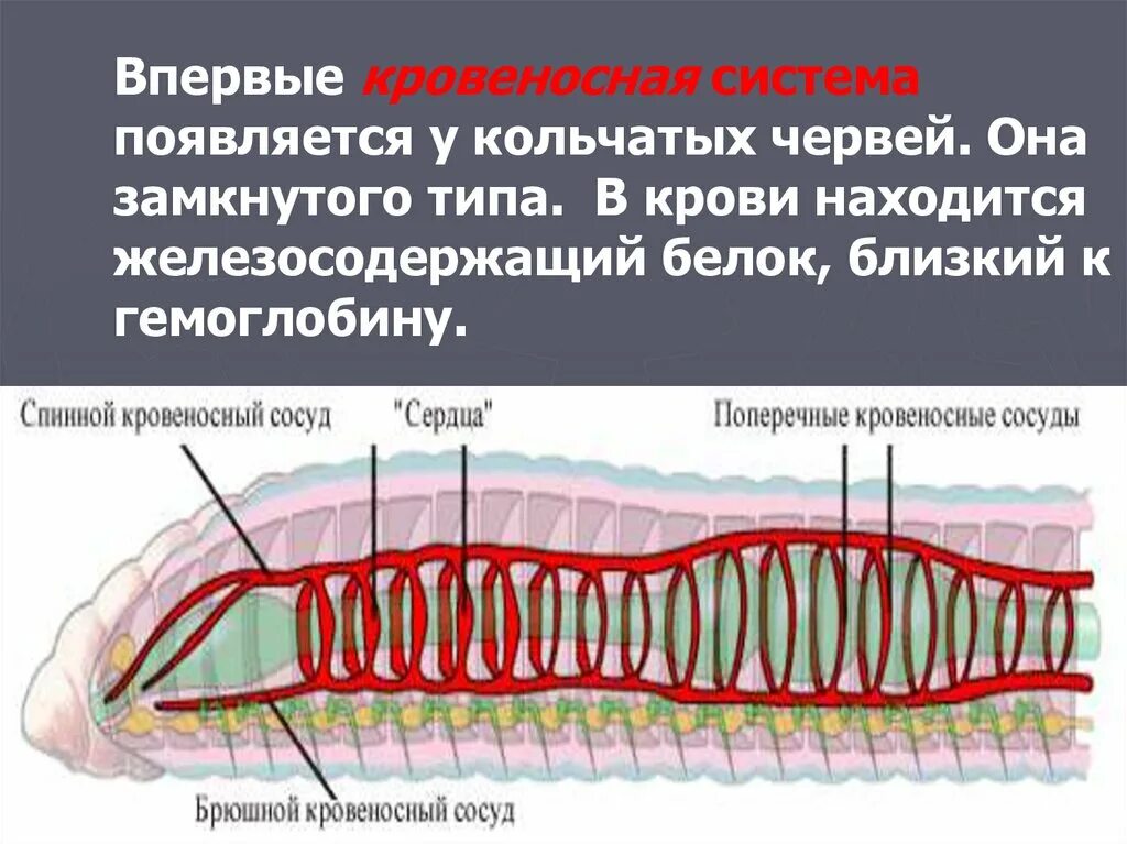 Развитие систем органов у червей. Тип кровеносной системы у кольчатых. Впервые замкнутая кровеносная система появляется у. Кольчатые черви кровеносная система. Замкнутая кровеносная система у червей.