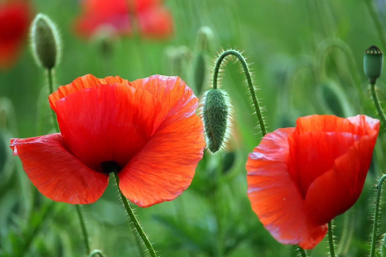 Одинокий Мак. Маки на зеленом. Маки фото цветов крупным планом качественные. Corn Poppy. Corn poppies