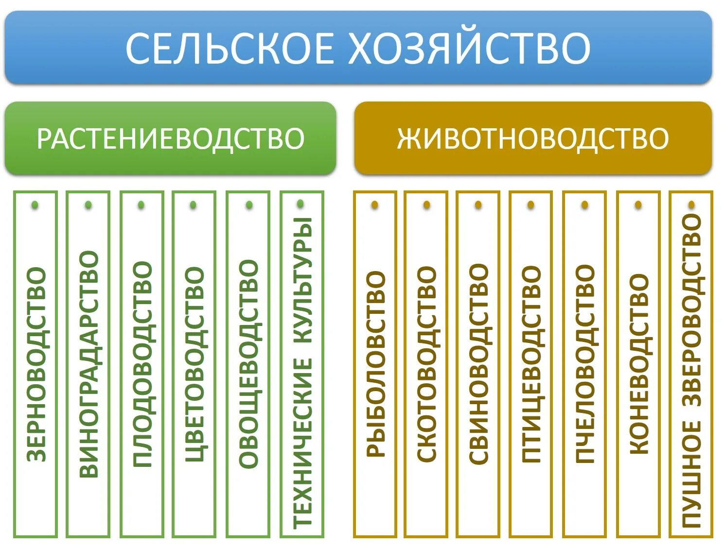 Отрасли животноводства схема. Отрасли растениеводства. Растениеводство и животно. Направления растениеводства и животноводства. Схема связи растениеводства и животноводства и промышленности